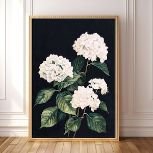 Könnte beinhalten: Ein gerahmter Druck von weißen Hortensien auf dunkelblauem Hintergrund. Die Blüten sind in voller Blüte und haben ein weiches, aquarellartiges Aussehen.