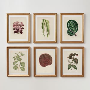 Ensemble mural vintage à imprimer pour galerie de plantes botaniques | Téléchargement numérique, 6 pièces | Illustration de feuille ancienne à imprimer pour les amoureux des plantes et de la nature