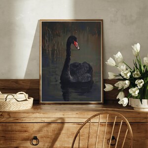 May include: A framed print of a black swan swimming in a pond. The swan has a red beak and is facing to the right. The background is a blurred image of reeds and water.