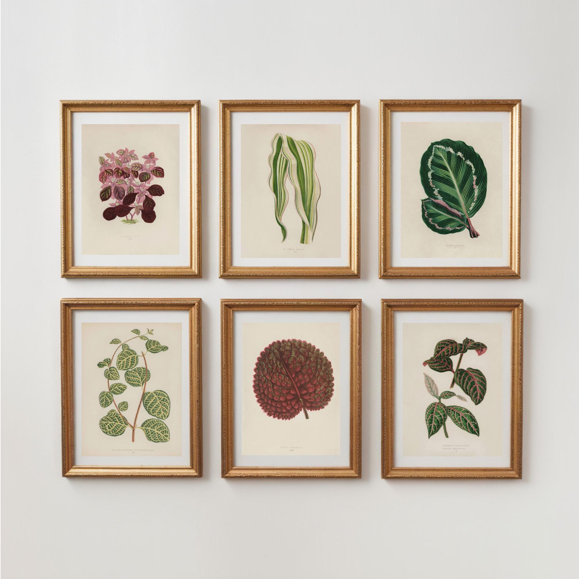 PRINTABLE Vintage Botanical Gallery Wall Set | 6 Piece Digital Download ...