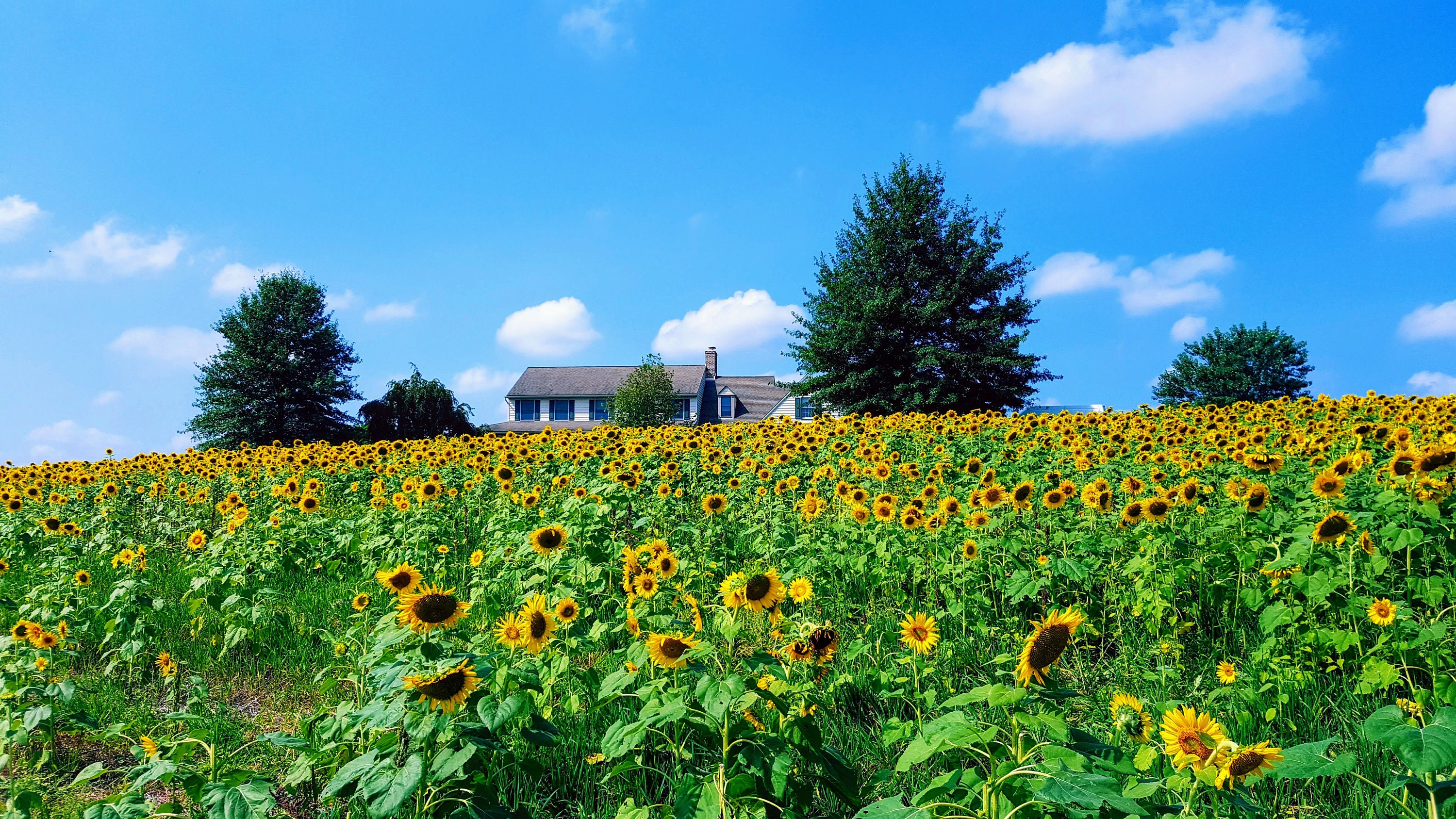 Sunflower House Digital Photo Etsy