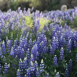 Lupine lavender wildflower field digital photography landscape image