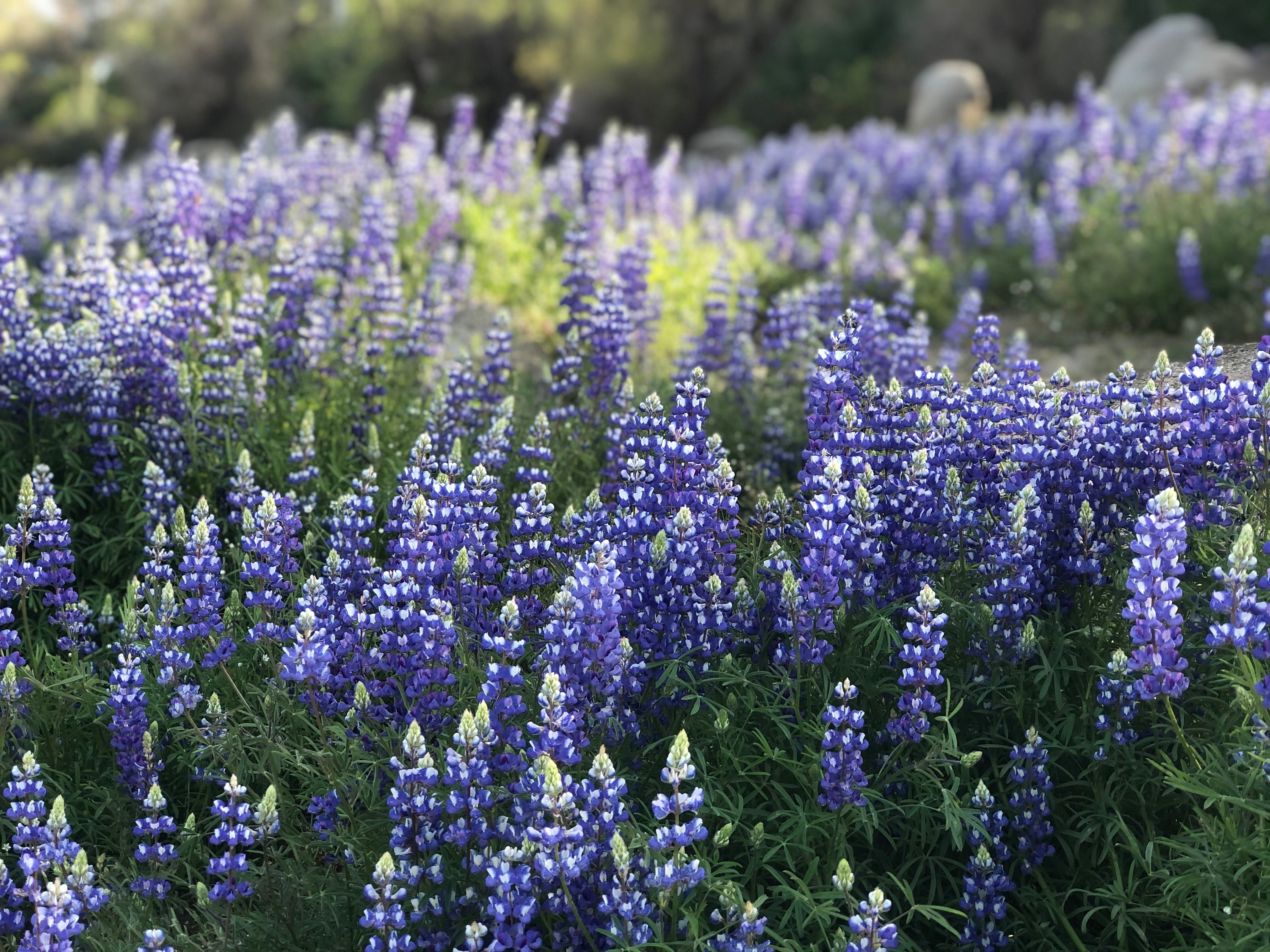 Lupine lavender wildflower field digital photography landscape - Etsy