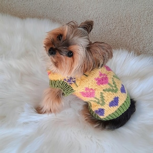 May include: A small, brown and black Yorkshire Terrier dog wearing a yellow, green, pink, and purple knitted sweater with a floral pattern. The dog is sitting on a white fluffy rug.