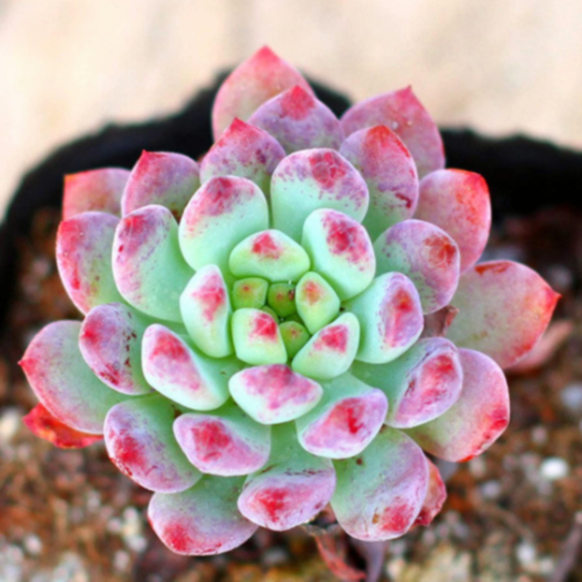 Live Succulent Plant Echeveria Blue Apple Rare Plant Rooted in 2inch ...