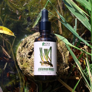 Może przedstawiać: Brązowa szklana butelka z czarną pipetą, z etykietą "Lucky Forest" i "Calamus Root Double Extraction Tincture 50ml / 2 fl oz." Etykieta zawiera botaniczną ilustrację rośliny tataraku. Butelka spoczywa na mszystej powierzchni.