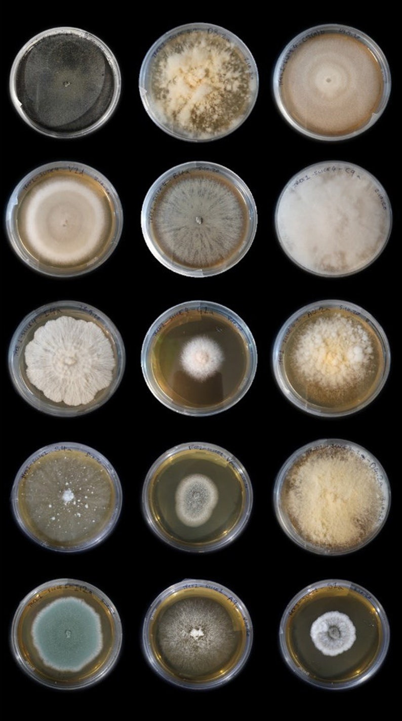 10x Agar Plates - Blemish, Sterile, Pre-poured