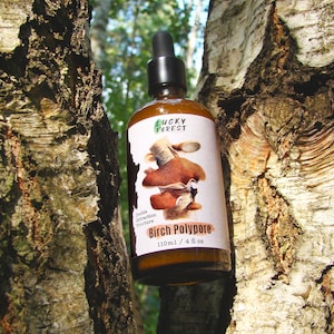 Teinture de polypore de bouleau 100 ml (4 oz) Double extraction (Fomitopsis betulina) - Petit lot : BP05/25 Adaptogène immunitaire Médecine sauvage
