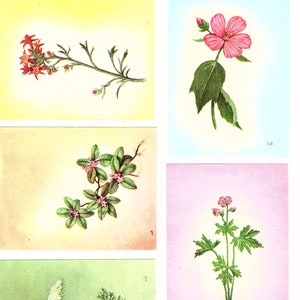 40 verschillende Wildflower Journal Cards