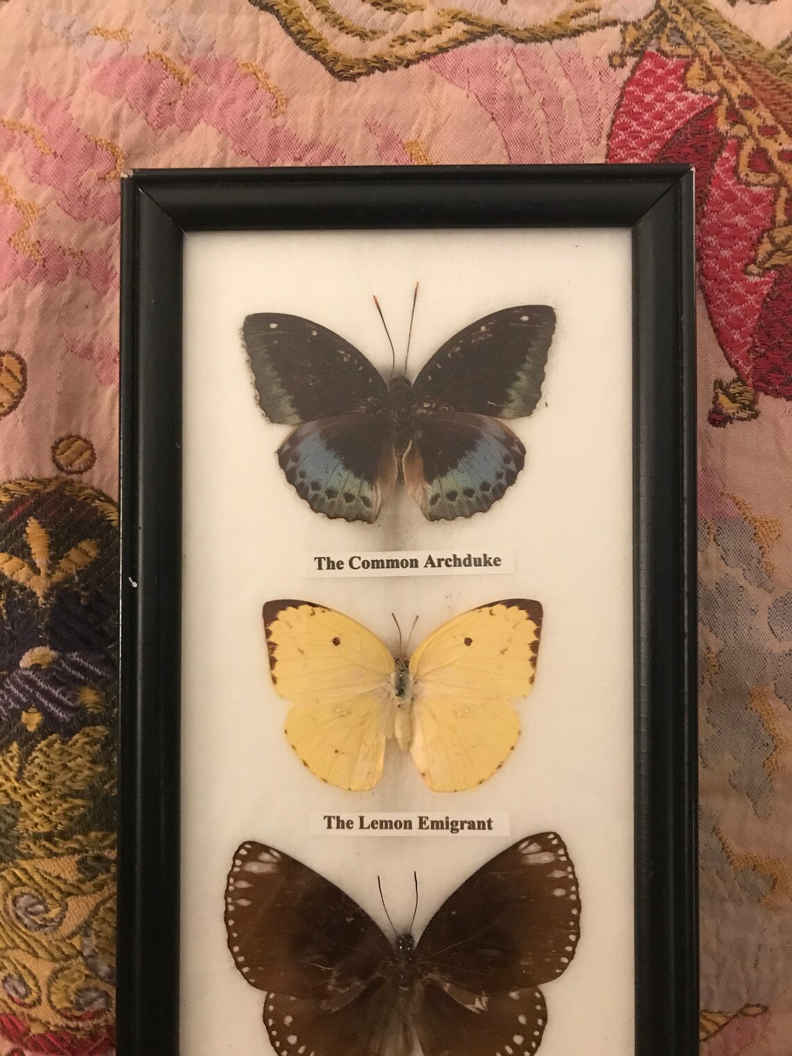 Preserved butterflies in frame Etsy
