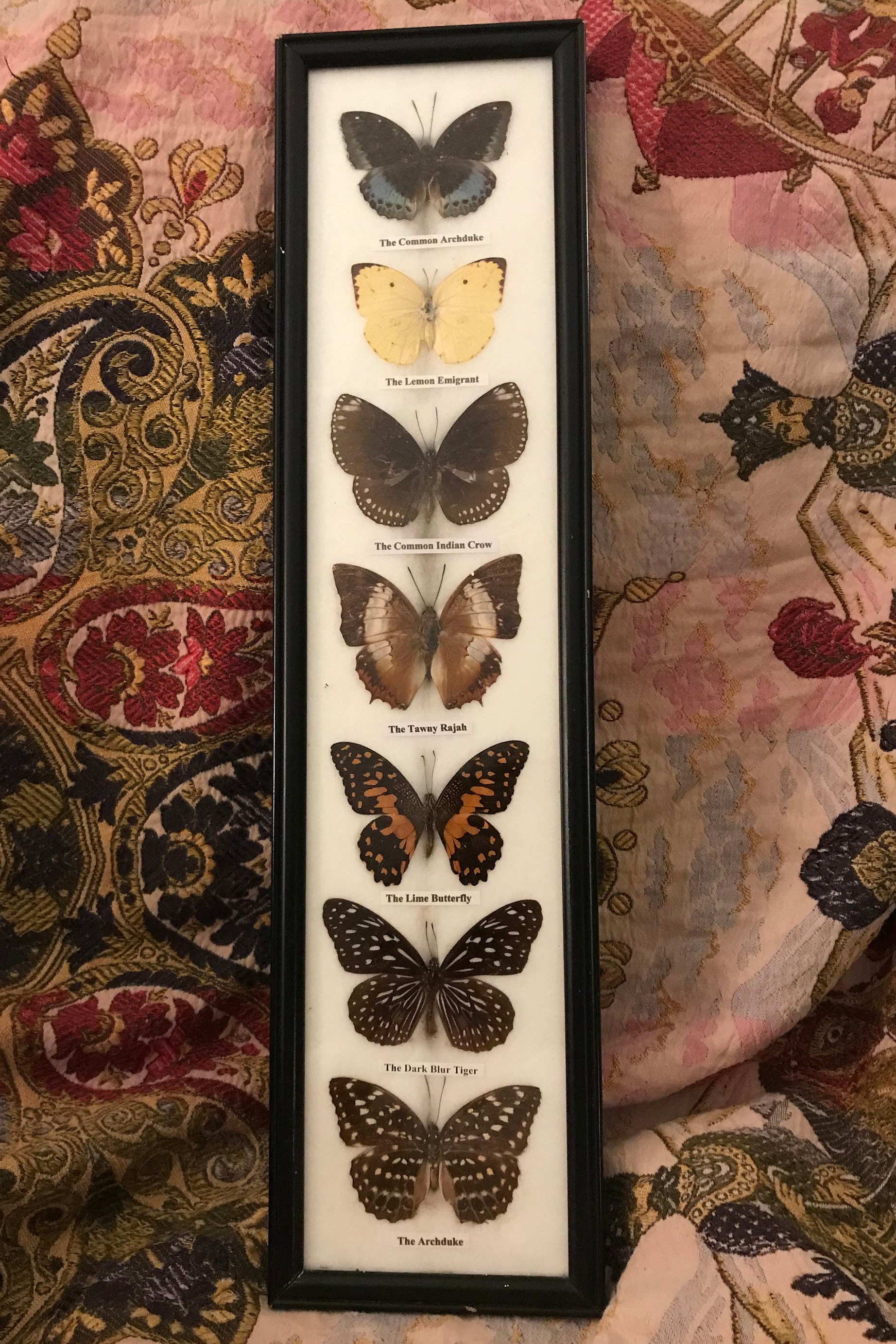 Preserved butterflies in frame Etsy