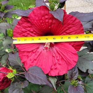 May include: A large, vibrant red hibiscus flower, approximately 10 inches in diameter, with dark purple leaves. The flower's petals are deeply veined, and a yellow measuring tape is laid across the flower. The plant has several buds.