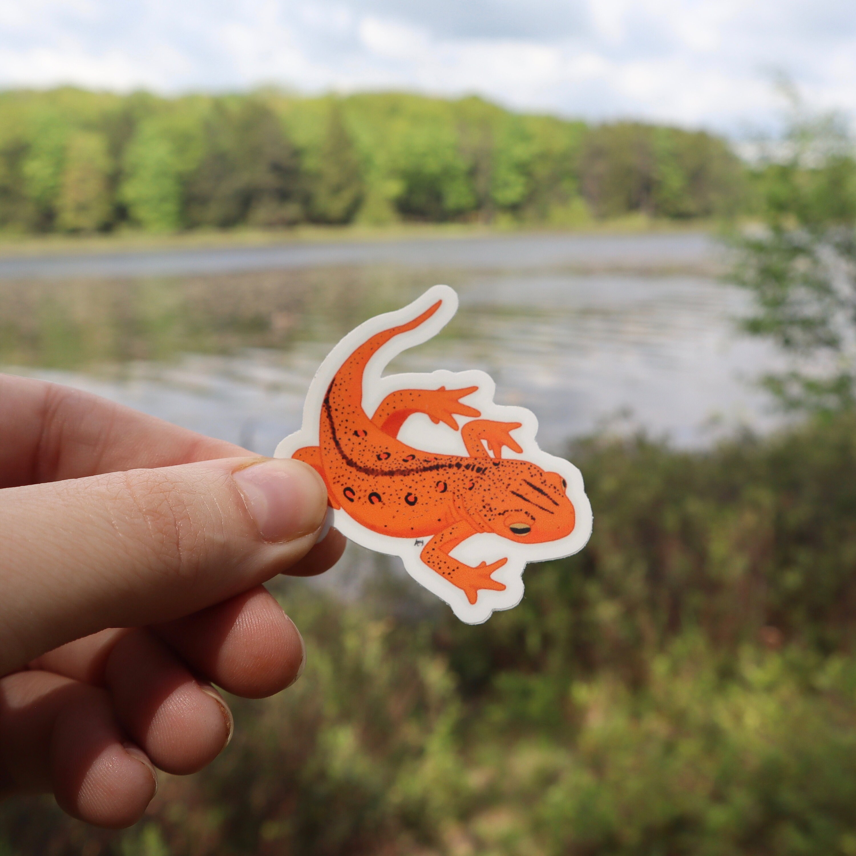 Send Newts Sticker Orange Red Spotted Newt Sticker - Etsy