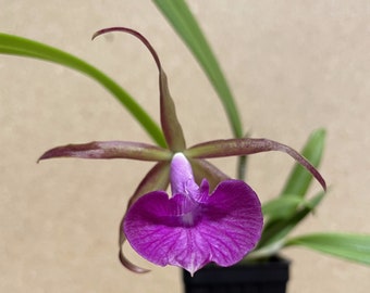 Brassocattleya Gulfshore's Beauty potted seedling Orchid Plants! (ALL ORCHIDS require you to purchase minimum 2 plants!)