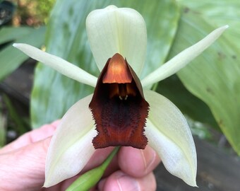 Coelogyne usitana Orchid Plants! (ALL ORCHIDS require you to purchase minimum 2 plants!)