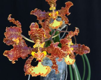 RARE Trichocentrum/oncidium stacyi Orchid Plants! (All ORCHIDS require you to purchase minimum 2 plants!)