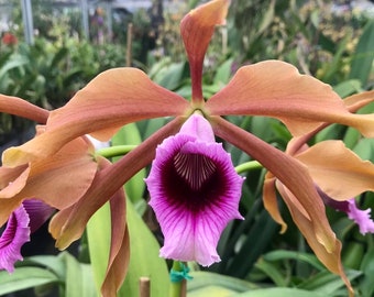 Laelia tenebrosa Orchid Plants! (ALL ORCHIDS require you to purchase minimum 2 plants!)