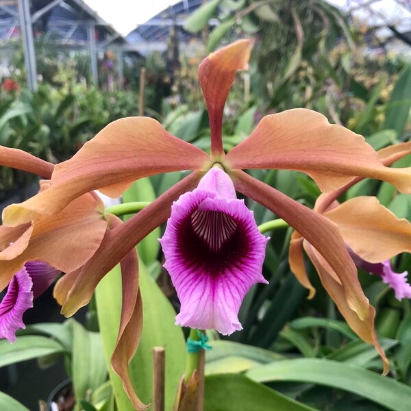 Laelia tenebrosa Orchid Plants! (ALL ORCHIDS require you to purchase minimum 2 plants!)