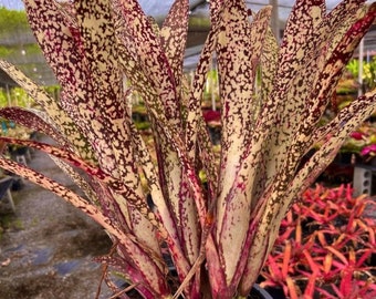 Bromeliad Billbergia Casa Blanca 2” pot Starter Plant! (ALL STARTER PLANTS require you to purchase 2 plants!)