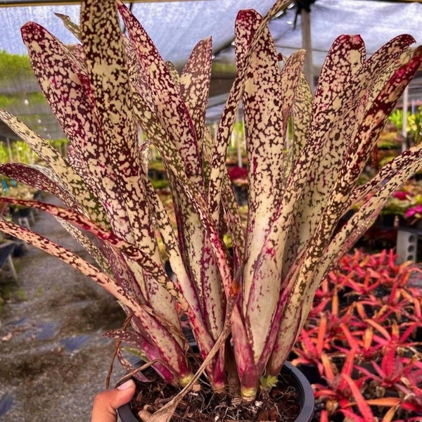 Bromeliad Billbergia Casa Blanca 2” pot Starter Plant! (ALL STARTER PLANTS require you to purchase 2 plants!)