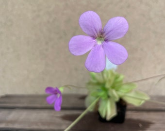 Pinguicula pirouette / butterwort carnivorous plant! 2” Starter Plant! (ALL STARTER PLANTS require you to purchase 2 plants!)