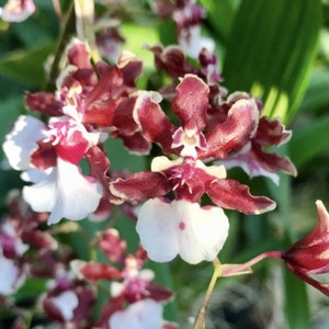 Oncidium Sharry Baby ‘Sweet Fragrance’ Orchid Plants! (ALL ORCHIDS require you to purchase minimum 2 plants!)