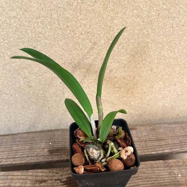 Bc Tigrinodosa Orchid Plants! (ALL ORCHIDS require you to purchase minimum 2 plants!)