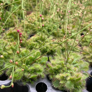 Drosera spathulata / carnivorous species sundew plant! 2” Starter Plant! (ALL STARTER PLANTS require you to purchase 2 plants!)