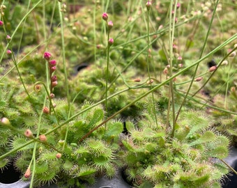 Drosera spathulata / carnivorous species sundew plant! 2” Starter Plant! (ALL STARTER PLANTS require you to purchase 2 plants!)