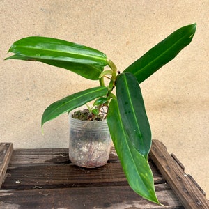 Philodendron musifollum Starter Plant! (ALL STARTER PLANTS require you to purchase 2 Plants!)