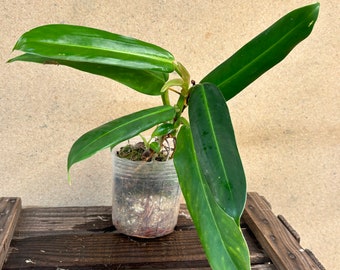 Philodendron musifollum Starter Plant! (ALL STARTER PLANTS require you to purchase 2 Plants!)