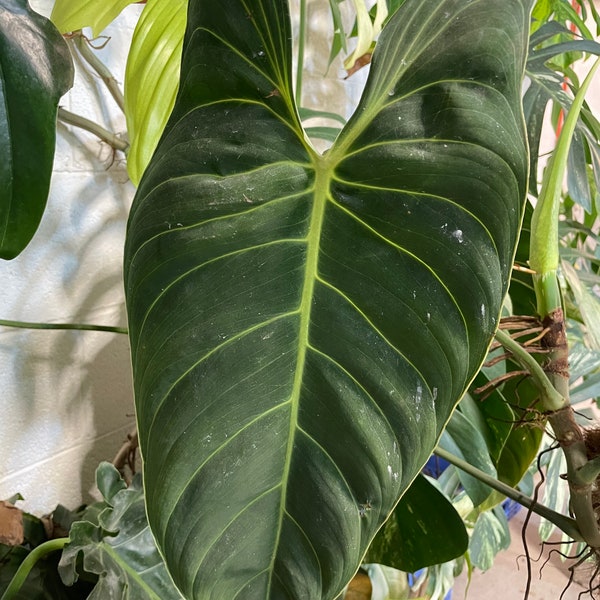 Philodendron Melanochrysum 2” Starter Plant! (ALL STARTER PLANTS require you to purchase 2 plants!)