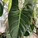see more listings in the Philodendron section