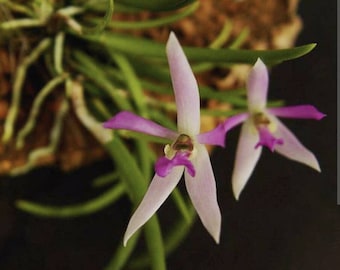 RARE Leptotes pohlitinocoi / Miniature Orchid (ALL ORCHIDS require you to purchase minimum 2 plants!)