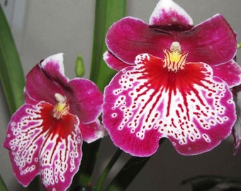 Miltoniopsis Martin Orenstein 'Shirley P' Orchid Plants! (ALL ORCHIDS require you to purchase minimum 2 plants!)