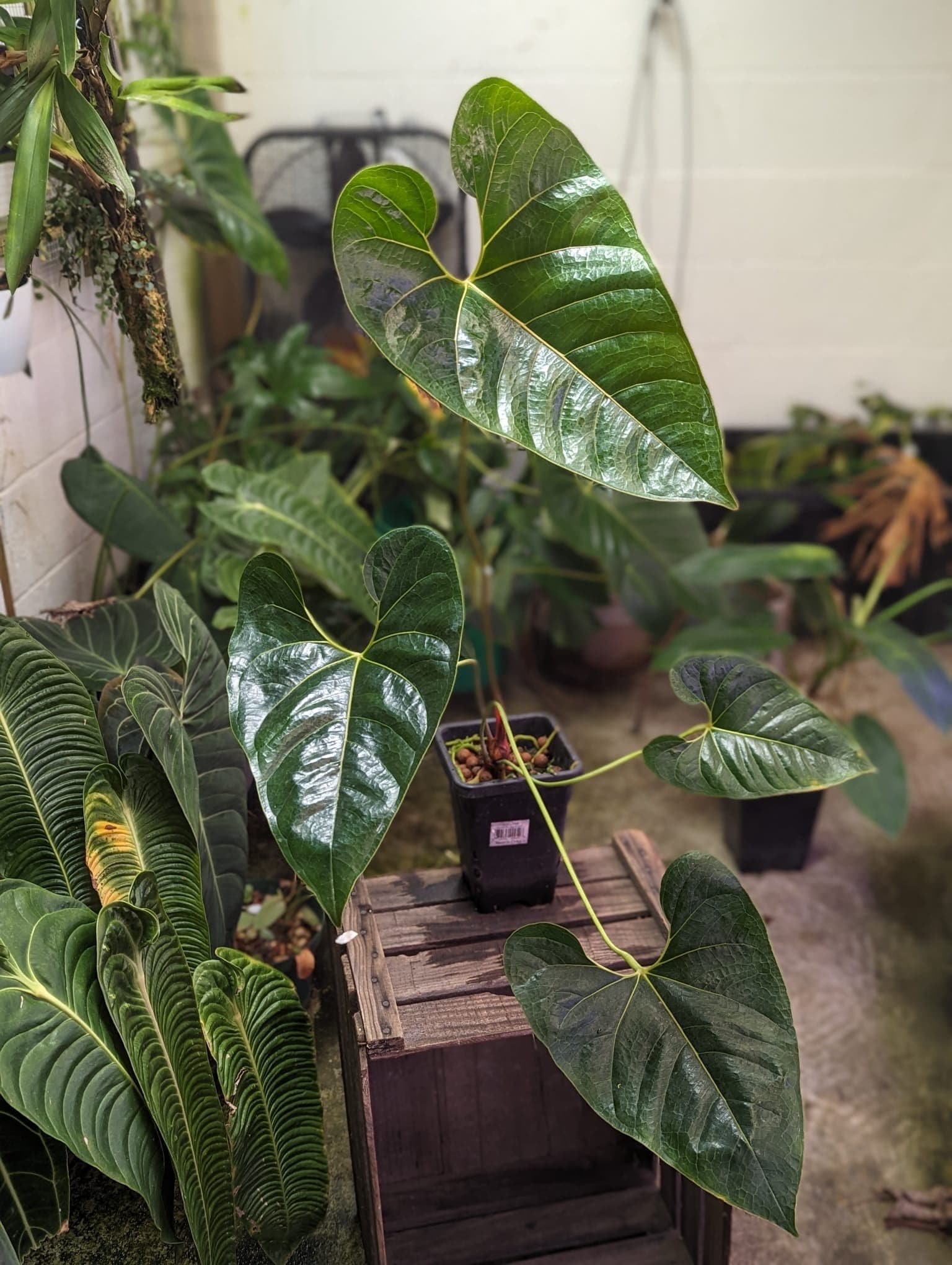 Anthurium Decipiens / True Species / Large Foliage (ALL PLANTS Require You  to Purchase 2 Plants!) - Etsy