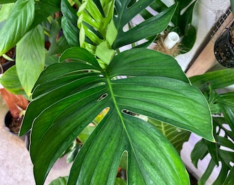 Monstera pinnatipartita Starter Plant! (ALL STARTER PLANTS require you to purchase 2 plants!)