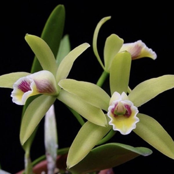 Cattleya luteola Orchid Plants! (ALL ORCHIDS require you to purchase minimum 2 plants!)