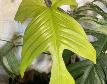 Philodendron florida ghost (ALL PLANTS require you to purchase 2 plants!)