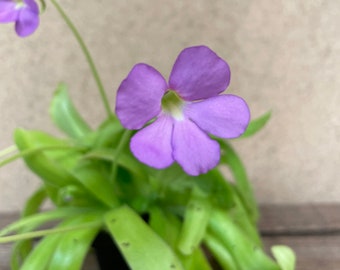 Pinguicula aphrodite / butterwort carnivorous plant! 2” Starter Plant! (ALL STARTER PLANTS require you to purchase 2 plants!)