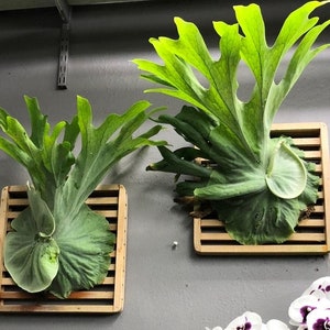 Platycerium superbum Australian staghorn fern Starter Plant ALL STARTER PLANTS require you to purchase 2 plants image 1