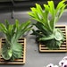 see more listings in the Ferns section