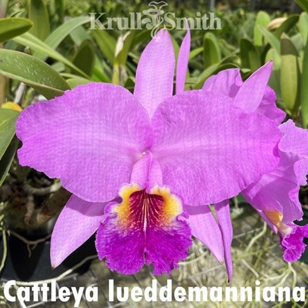 Cattleya Luddemanniana ALL ORCHIDS Require You to Purchase Minimum 2