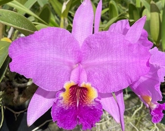 Cattleya Luddemanniana (ALL ORCHIDS require you to purchase minimum 2 plants!)