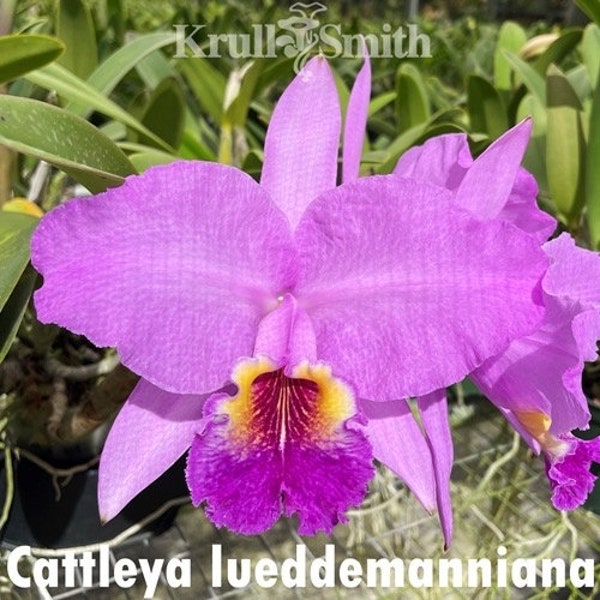 Cattleya Luddemanniana (ALL ORCHIDS require you to purchase minimum 2 plants!)