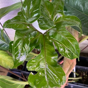 Anthurium Pedatum 2 Starter Plant ALL STARTER PLANTS require you to purchase 2 plants image 2