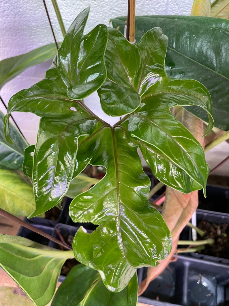 Anthurium Pedatum 2 Starter Plant ALL STARTER PLANTS require you to purchase 2 plants image 2
