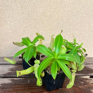 Nepanthes sanguinea / carnivorous species pitcher plant! 2” Starter Plant! (ALL STARTER PLANTS require you to purchase 2 plants!)