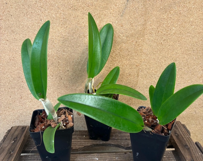 Alexandra Rlc Rlc. Alexandra Elizabeth PLUG! Orchid Seedling Starter Plant! - Etsy