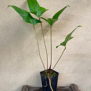 Anthurium Pedatum 2 Starter Plant ALL STARTER PLANTS require you to purchase 2 plants image 4